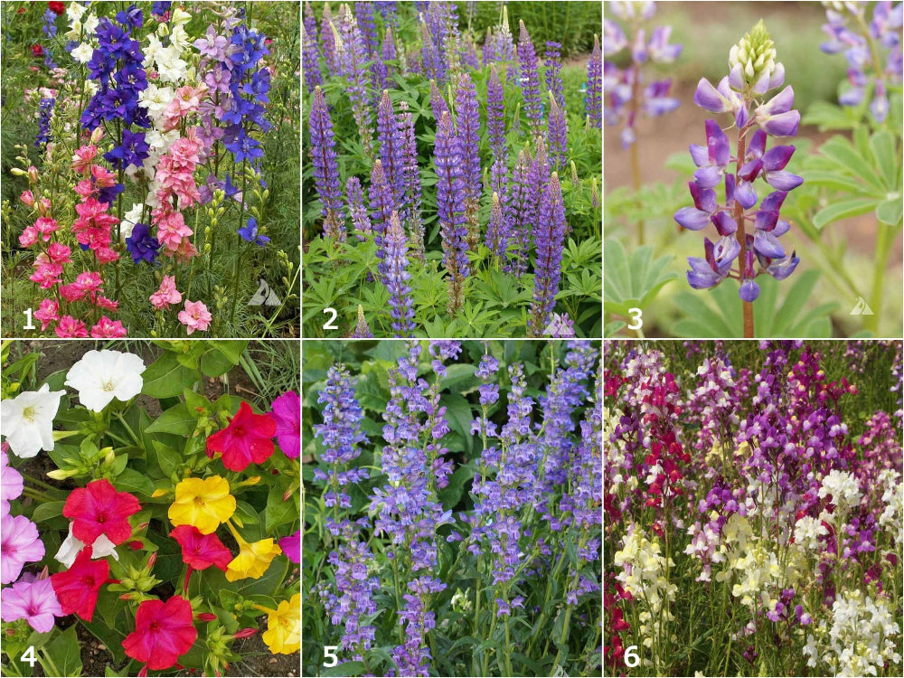Hummingbird Scatter Garden Flower Seeds
