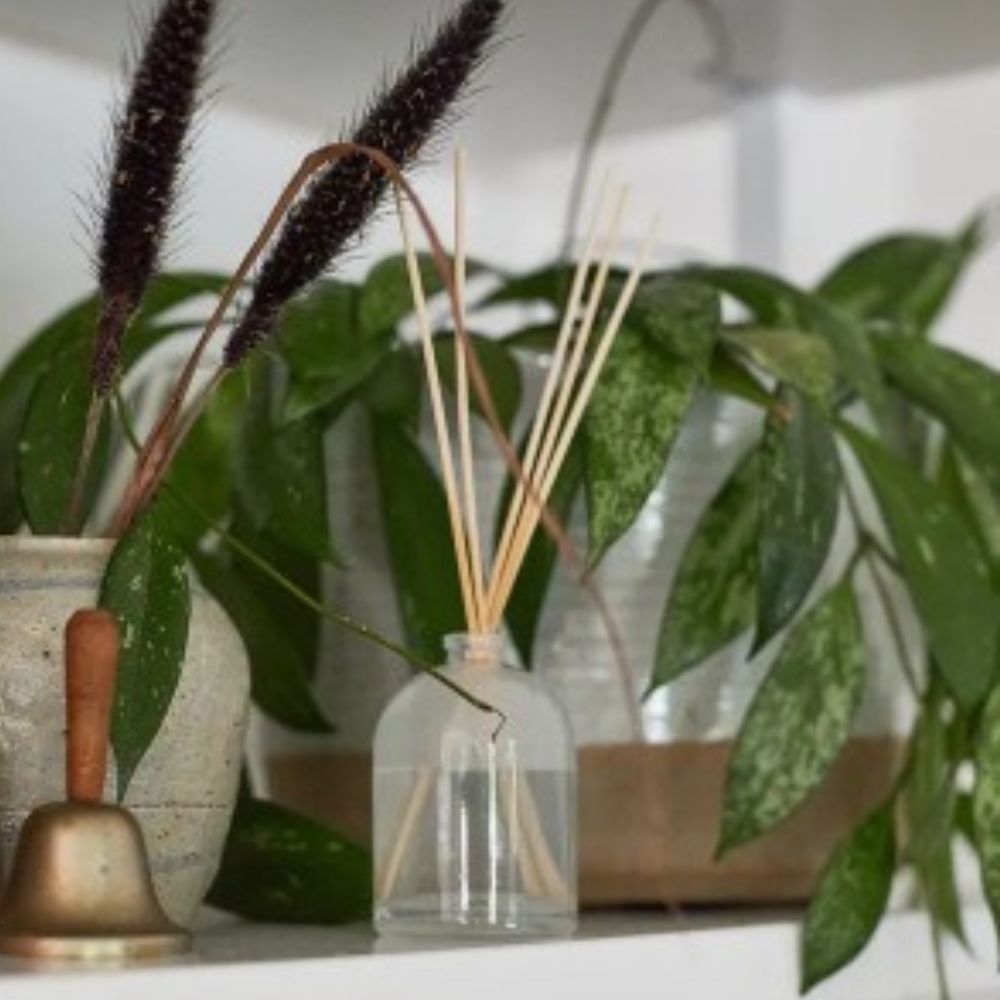 Clear glass Flowers petite diffuser bottle with sticks surrounded by green plants on a white surface.