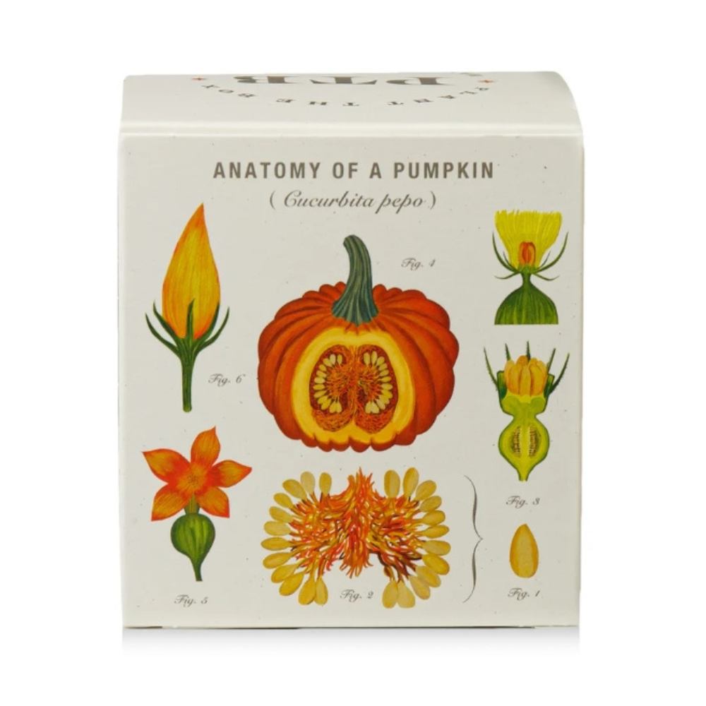 KOBO Half Moon Pumpkin plantable candle box, pumpkin illustration detail