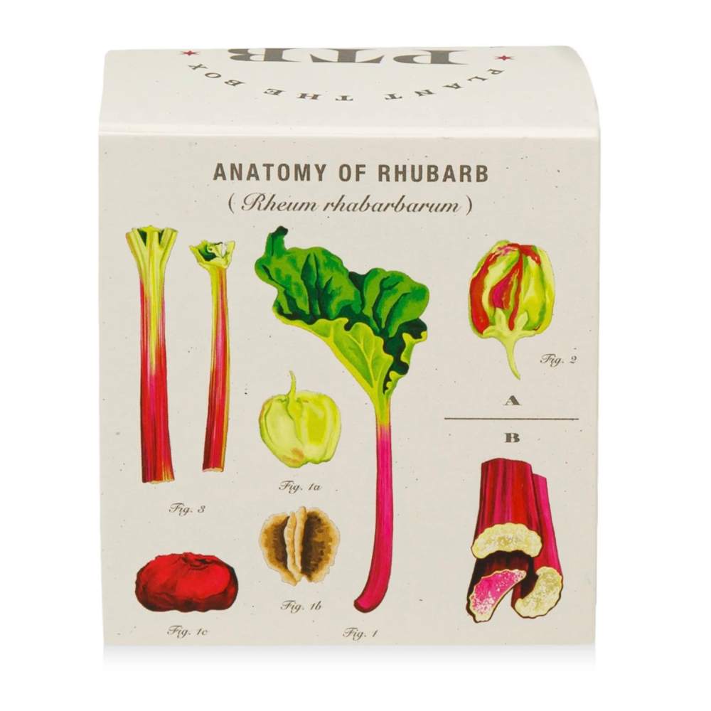 Backyard Rhubarb Plant The Box Candle