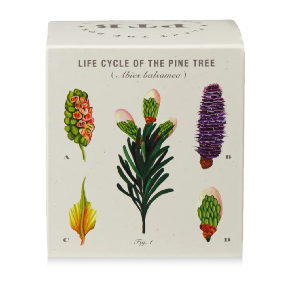 KOBO Rustic Pine seed-infused candle box, side panel view