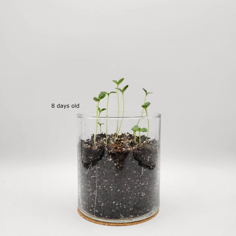 Happy Birthday Flower Garden Planter