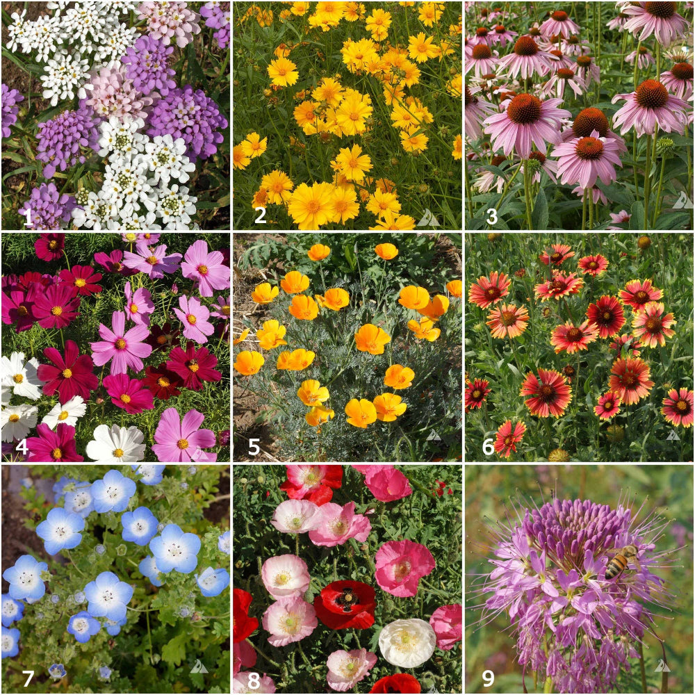 Honeybee Scatter Garden Flower Seeds