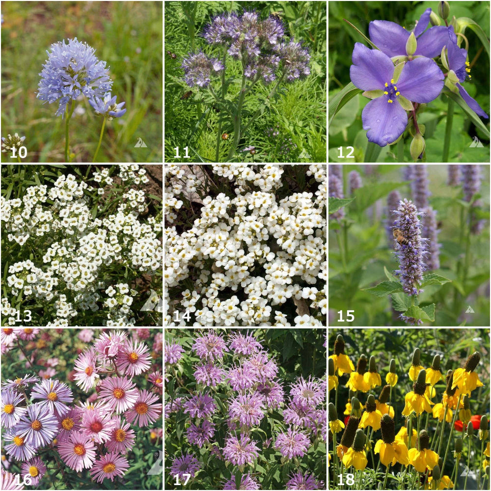 Honeybee Scatter Garden Flower Seeds