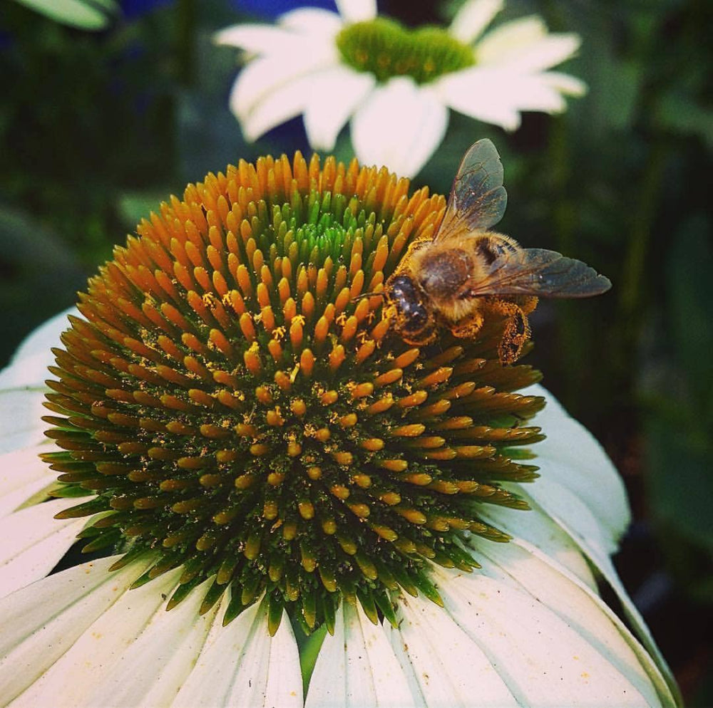 Honeybee Scatter Garden Flower Seeds