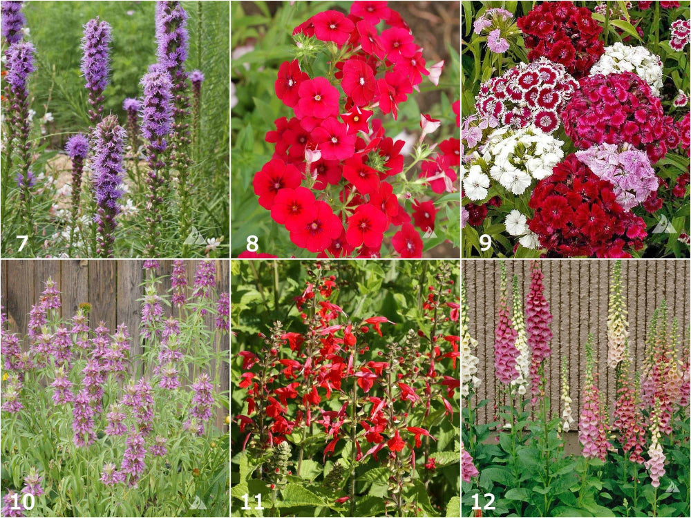 Hummingbird Scatter Garden Flower Seeds
