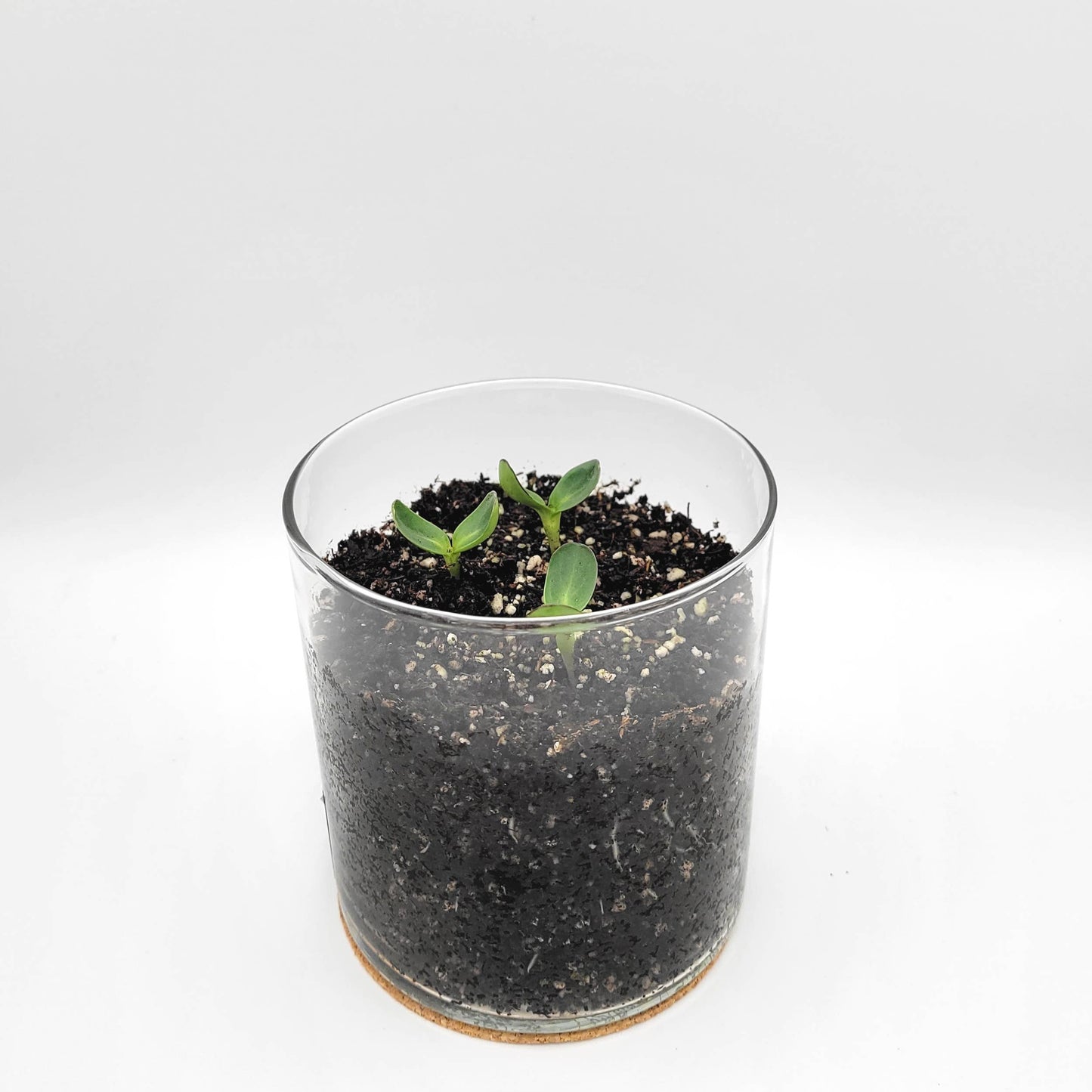 Thank You Sunflower Garden Planter