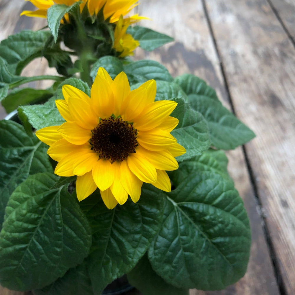 Thank You Sunflower Garden Planter