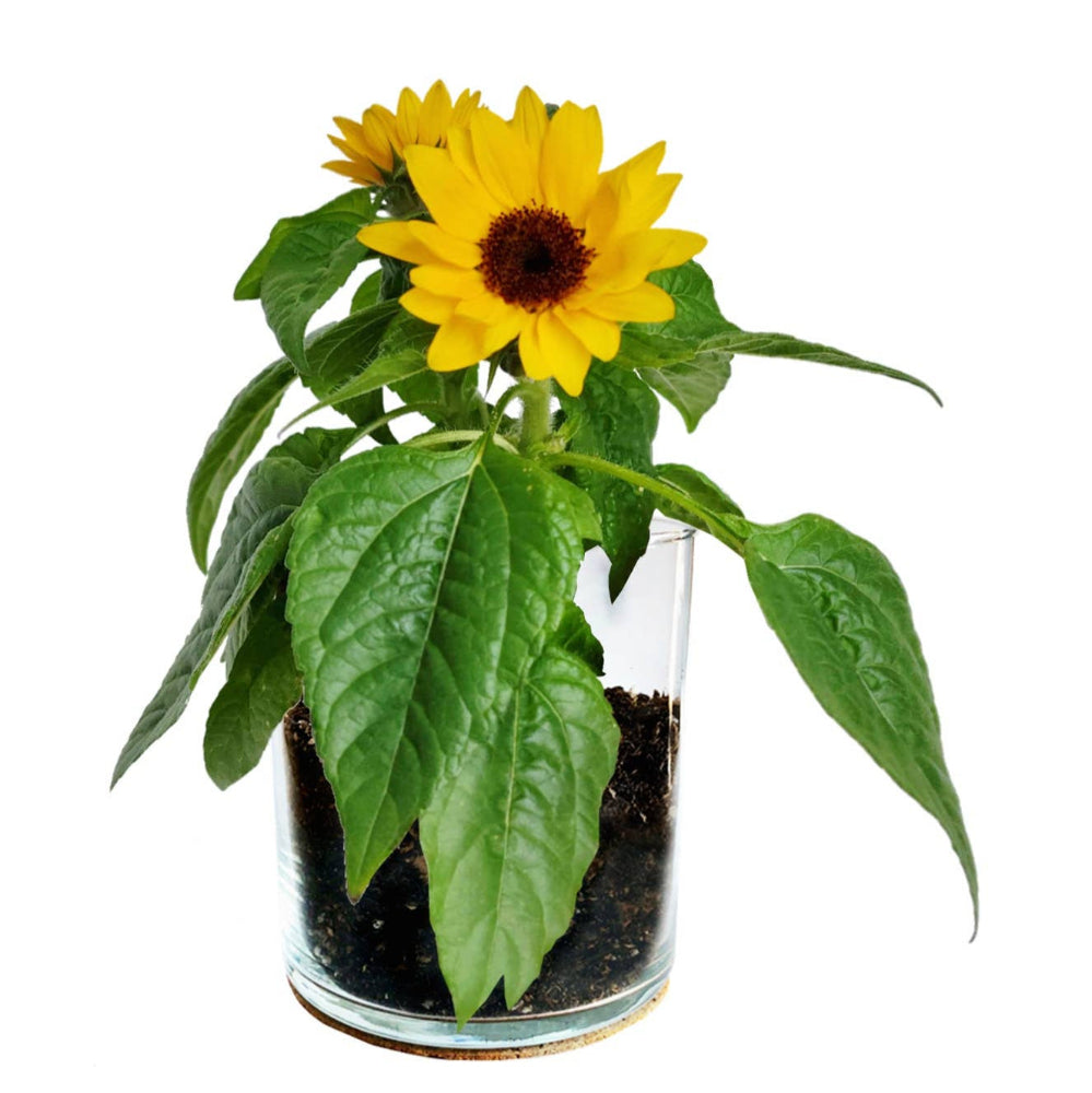 Thank You Sunflower Garden Planter